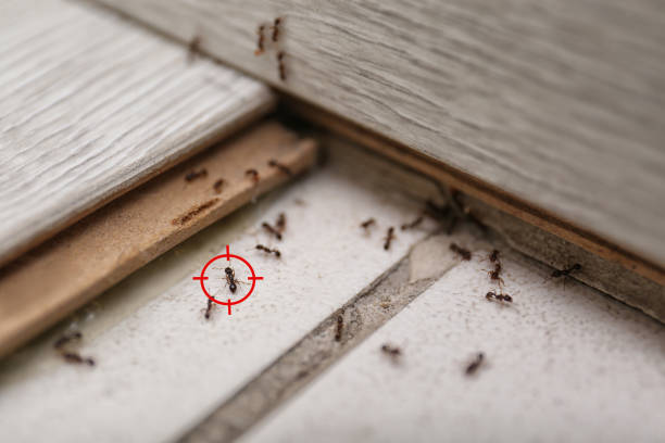 Best Bed Bug Extermination  in Ohkay Owingeh, NM