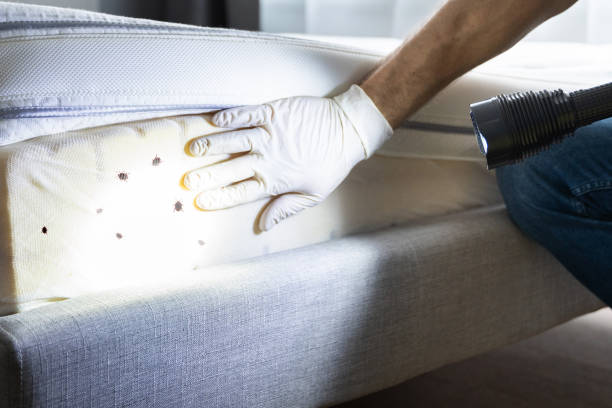 Best Affordable Pest Control Services  in Ohkay Owingeh, NM