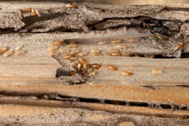 Best Bed Bug Extermination  in Ohkay Owingeh, NM